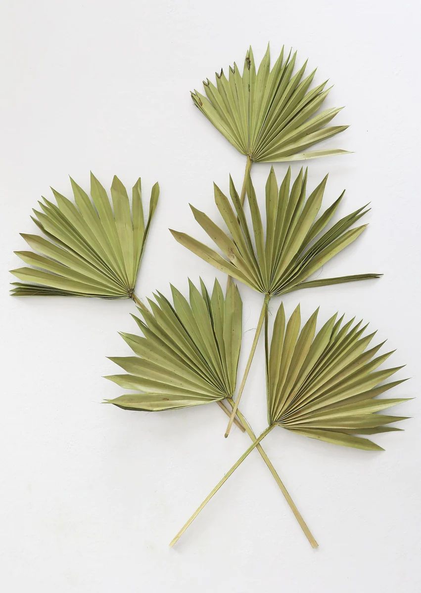 Bundle of 5 Afloral Green Sun Palms - 14-20" | Afloral (US)