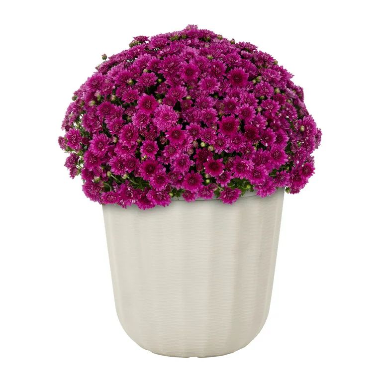 Better Homes & Gardens 2.5G Mum Pink (1 Count) Live Plant with Decorative Round Planter - Walmart... | Walmart (US)