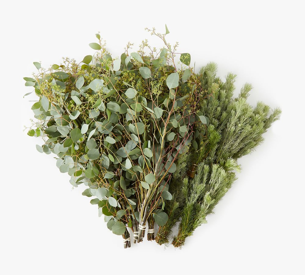 Live Wooly Bush &amp; Seeded Eucalyptus Bunches | Pottery Barn (US)