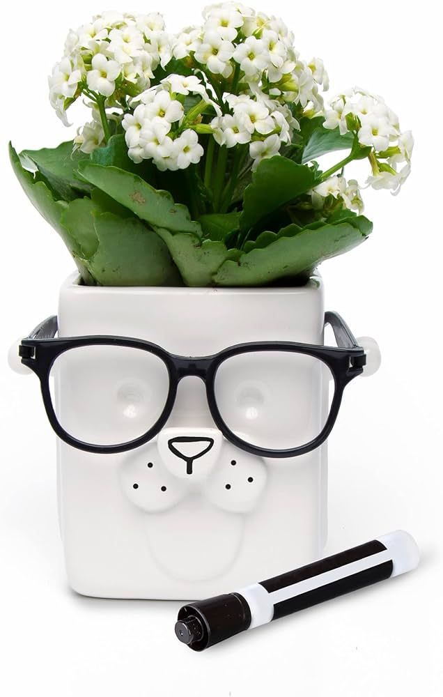 30 Watt | Puppy Planter | Novelty Planter Pot Holds Plants, Glasses & You Can Draw On It. Elegant... | Amazon (US)