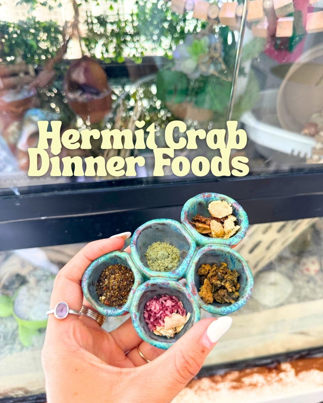 Hermit crab dinner foods