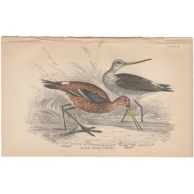 Jardine/Lizars antique hand-colored engraving bird print 13 Black-tailed Godwit  | eBay | eBay US