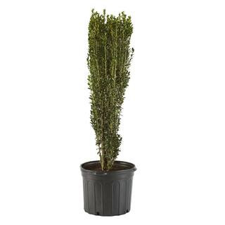 2.25 Gal. Holly Sky Pencil Shrub-14825 - The Home Depot | The Home Depot