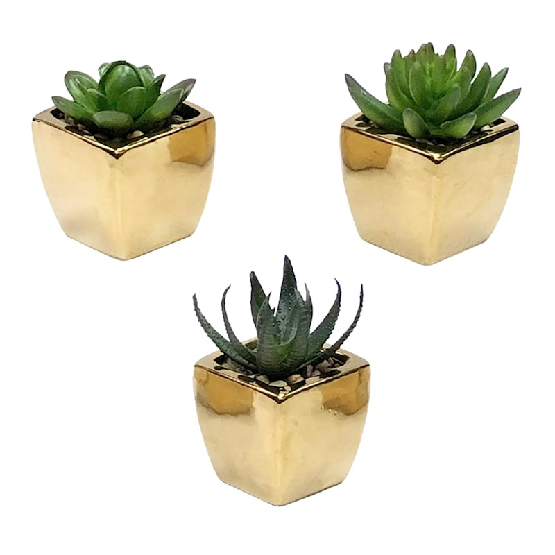 Set of 3 Succulents in Gold Vase, 4.1" | At Home