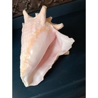 Shell, Pink Queen Horned Small Conch Seashell, Natural Shell Planter Ocean Decor Beach House Accent Coastal Home Decoration | Etsy (US)