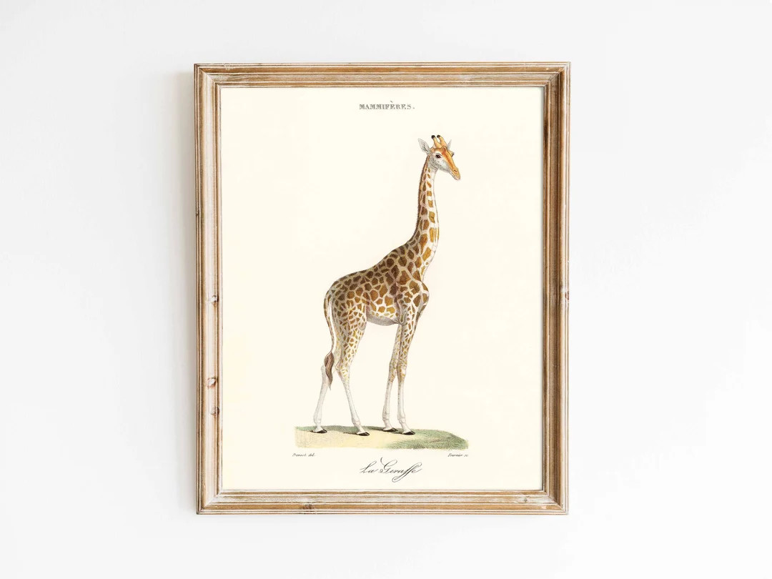 Giraffe | Vintage French illustration animal print | Kids room wall decor | large print sizes 8x1... | Etsy (US)