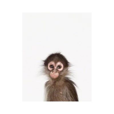 The Animal Print Shop by Sharon Montrose Little Darlings Baby Monkey by Sharon Montrose Photographic Print | Wayfair North America