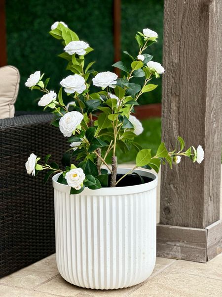 Always in bloom! 🤍

White planter
Walmart planter
Faux flowers
Amazon find

#LTKhome