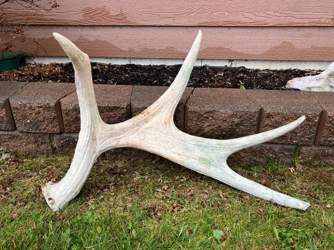 Maine Moose Shed / Antler! Deer, Taxidermy, Man Cave, Crafts - Etsy | Etsy (US)