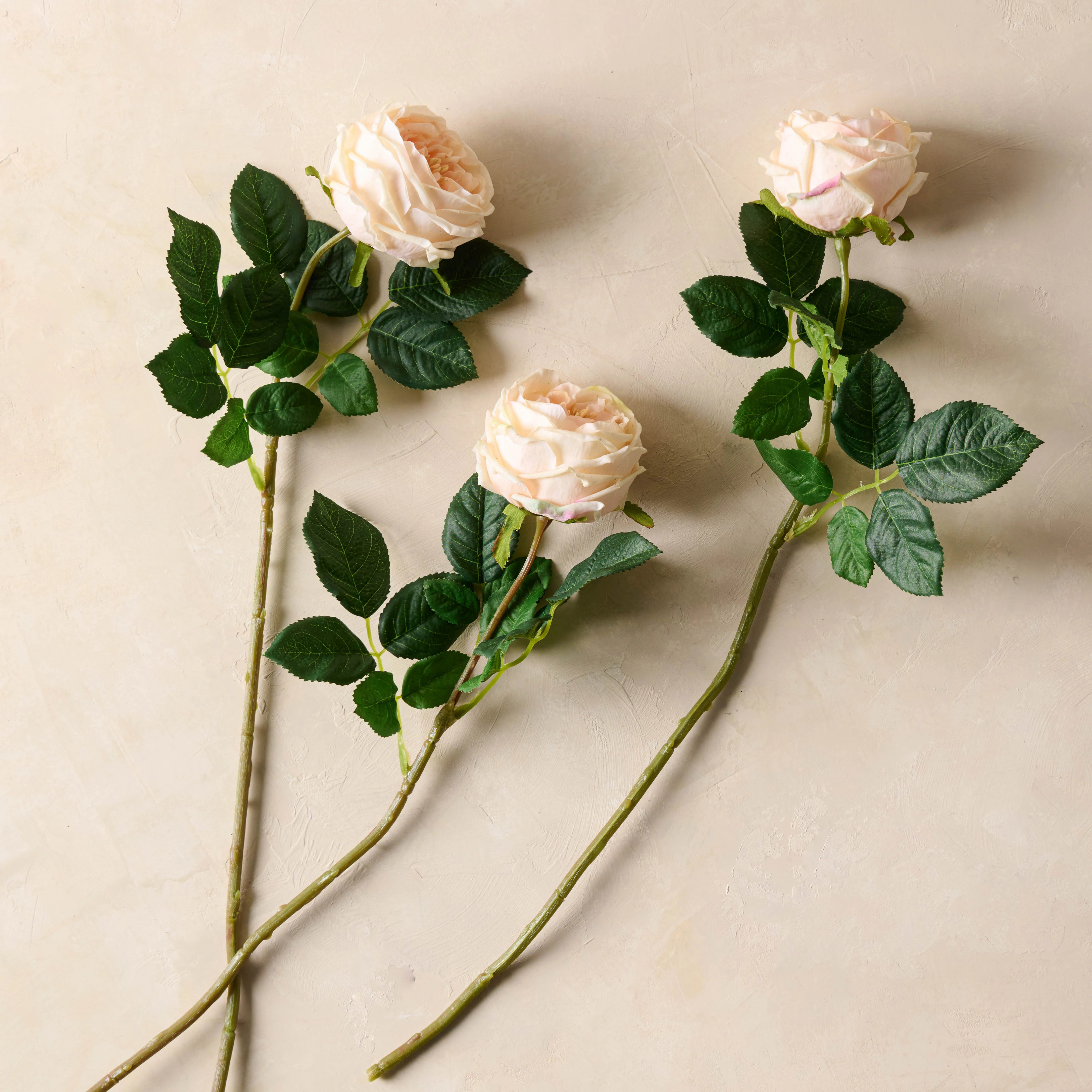 Austin Rose Stem | Magnolia