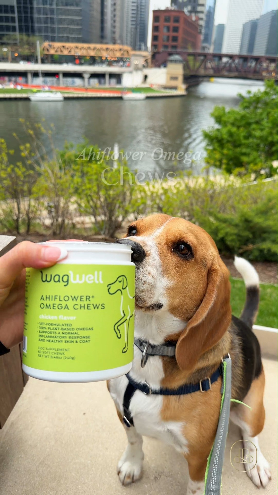 The ultimate daily wellness upgrade for your furry best friend! 🐾✨ If you want to support your dog’s shiny coat, itchy skin, and joint mobility without messy fish oil pumps, these WagWell Ahiflower Omega Chews are unmatched. Perfect for daily dog care routines, picky eaters, or pups with sensitive stomachs! 🐶💙


