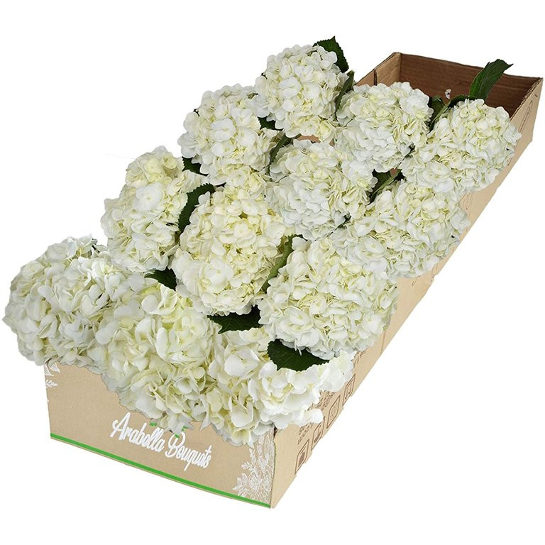 Arabella Bouquets Farm Direct Fresh Cut 12 White Hydrangea - Walmart.com | Walmart (US)