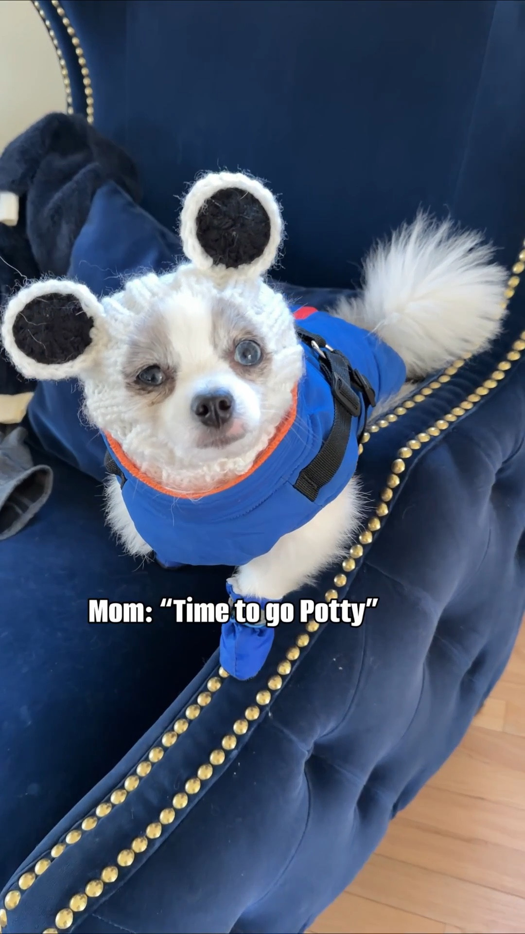 POV: When your dog is contemplating life & why he was rescued from New Orleans to come live in the Midwest 🥶 Daily high: 6 degrees but feels like -15 

#LTKdayinmylife #LTKstorytime #LTKmomlife