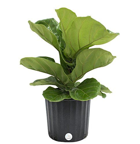 Costa Farms Premium Live Indoor Ficus Lyrata, Fiddle-Leaf Fig Floor Plant in 8.75-Inch Grower Pot, S | Amazon (US)