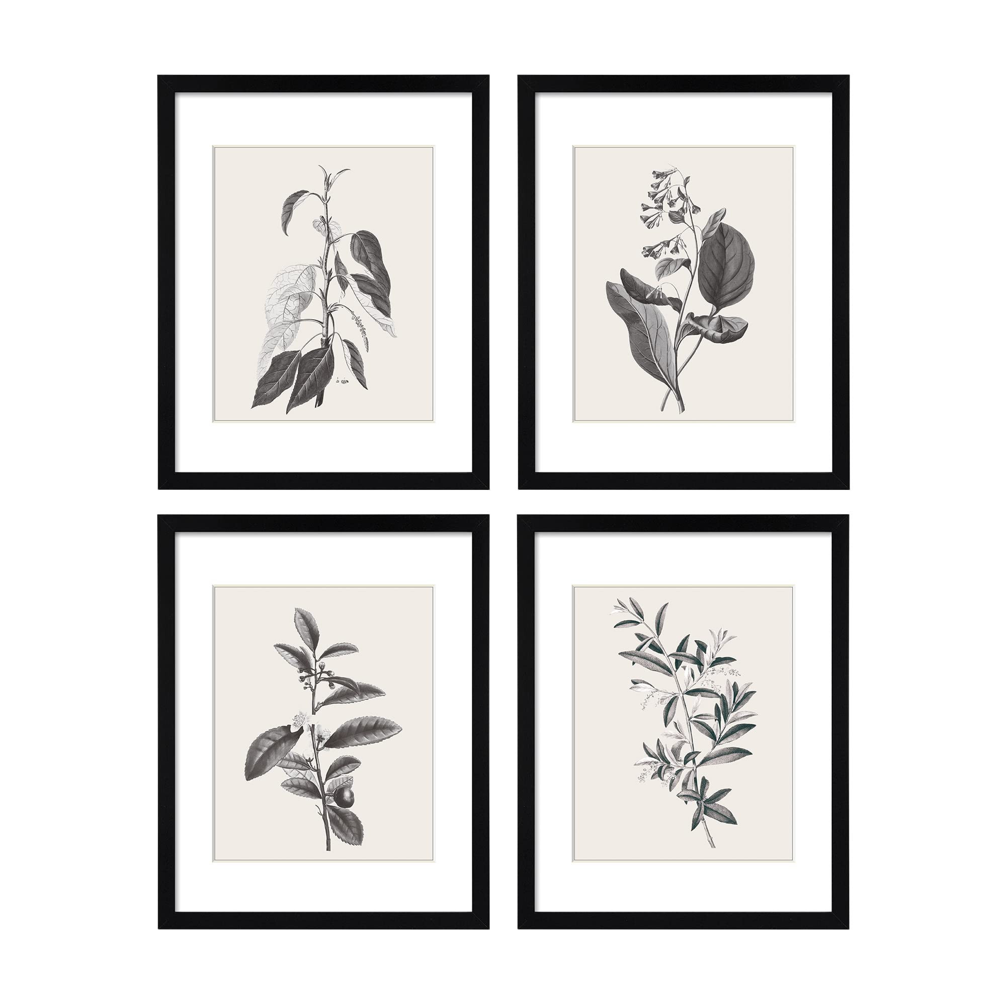 ArtbyHannah Botanical Framed Wall Art Set for Kitchen, Herb and Plant Artworks in Black Wood Fram... | Amazon (CA)