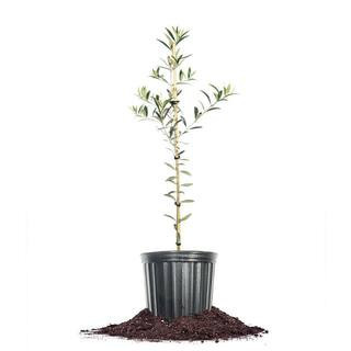 Arbequina olive tree product photo via LTK