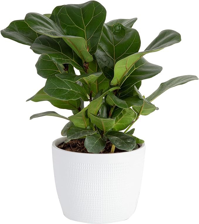 Costa Farms Ficus Lyrata, Little Fiddle Bambino Trending Tropicals Collection Live Indoor Plant, ... | Amazon (US)