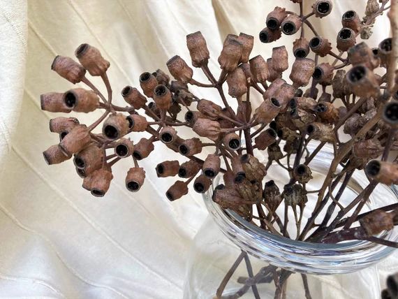 Eucalyptus Seed Pod Branch Eucalyptus Seed Pod Stem Dried - Etsy | Etsy (US)