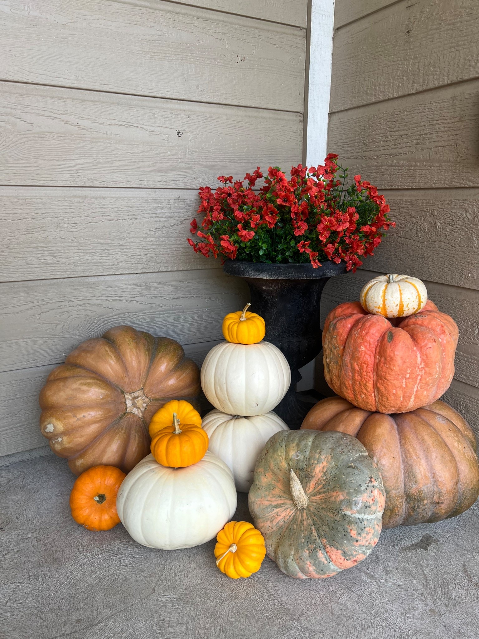 Real pumpkins but fake mums I never have to water? Sign me up. 

#LTKHome #LTKSeasonal #LTKHalloween