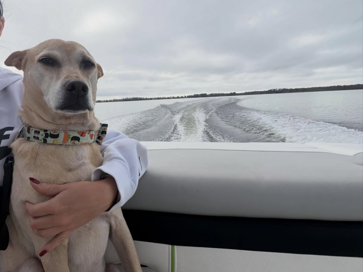 First timer 🐾 🚤 
.
Copper was giving main character energy today on his first boat ride ⚓️ 
.
And honestly, it highlights why Windermere lakefront living is so special: private docks, glistening water views, and days that revolve around the lake instead of a commute.
.
This isn’t just real estate. It’s a lifestyle. And Copper’s officially convinced 🐾🌊
.
If this lifestyle is on your vision board, Windermere’s chain of lakes delivers majorly. Copper approves… and honestly, so do I 🐾🌊🏡
.
Interested in Windermere waterfront homes?
📲 🙋🏻‍♀️DM me for a curated list of what’s currently available.