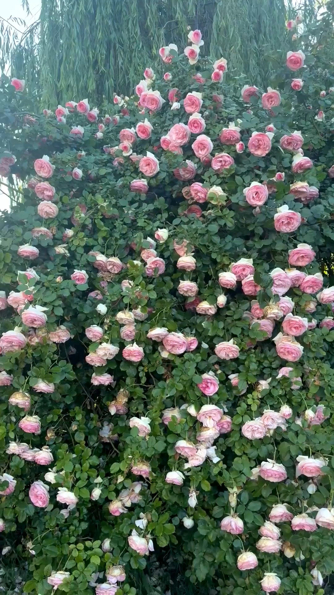 My favorite pink climbing rose bush will make a great graduation present, housewarming gift, birthday present or Father’s Day gift!

#LTKdayinmylife #LTKHome #LTKSeasonal