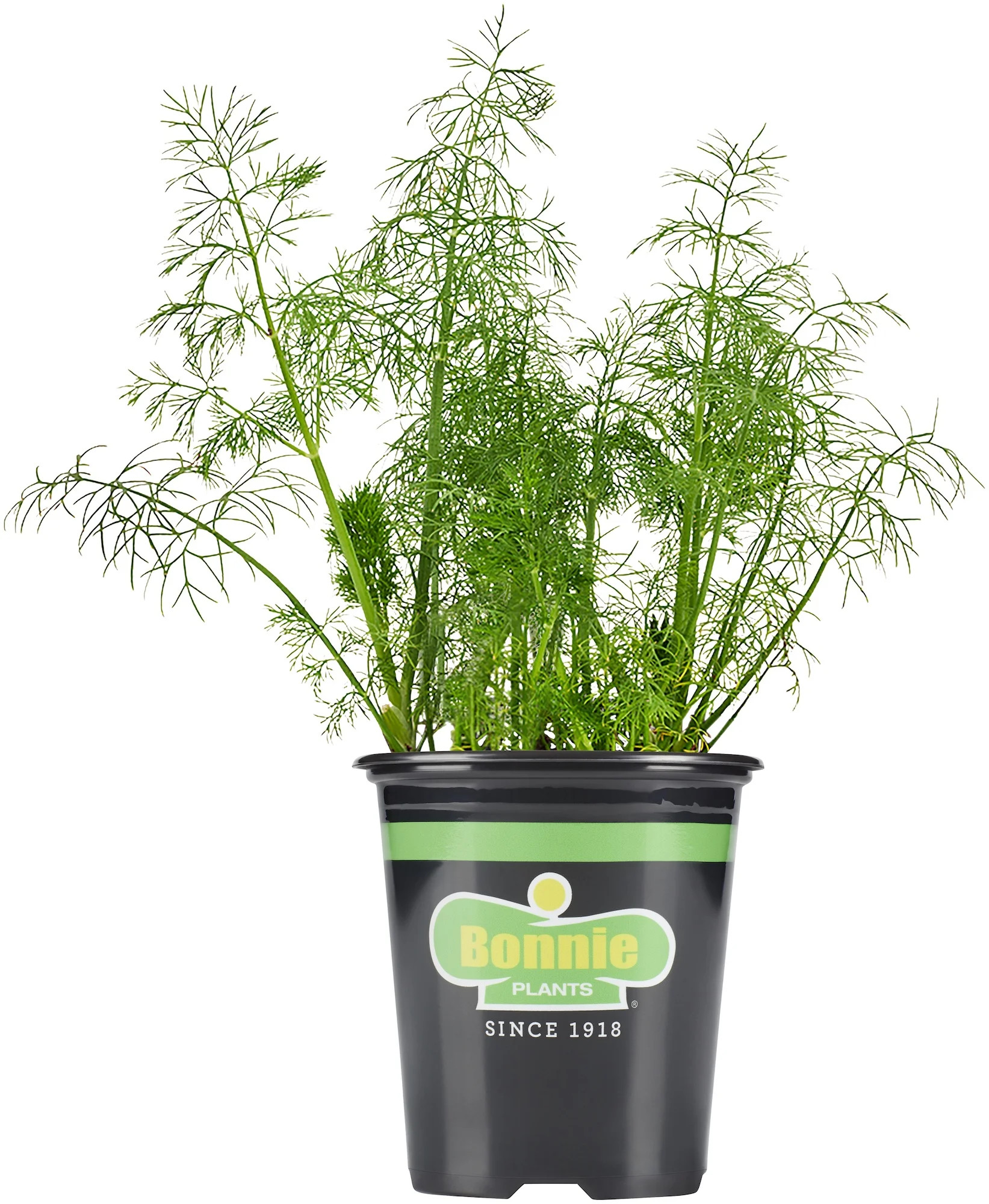 "Bonnie Plants 18"" to 24"" Fernleaf Dill Live Plants | Walmart (US)