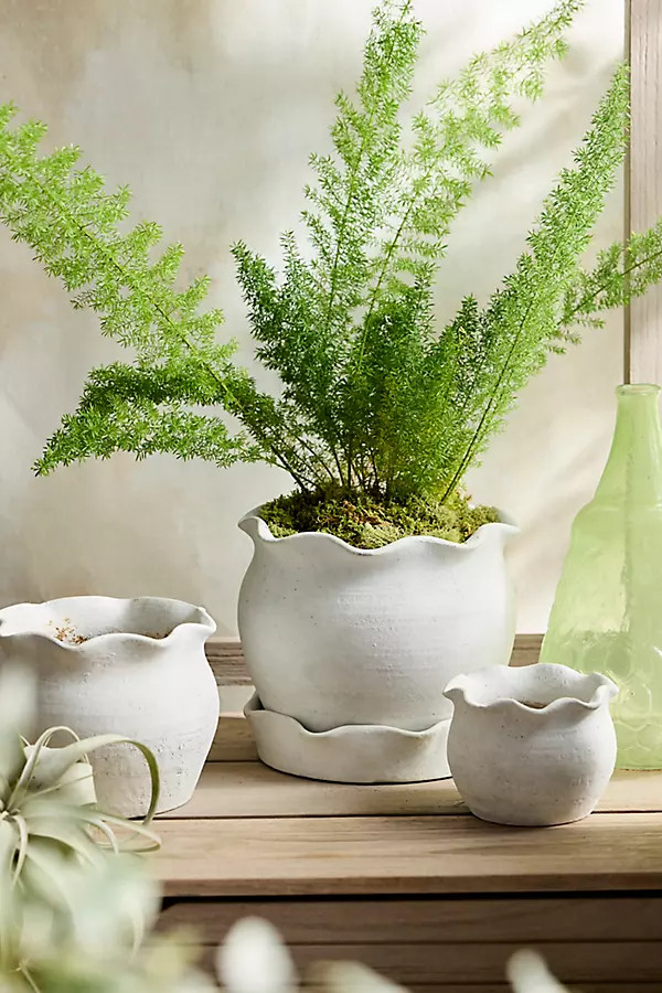 Terracotta Pie Crust Rim Planter, Round | Anthropologie (US)