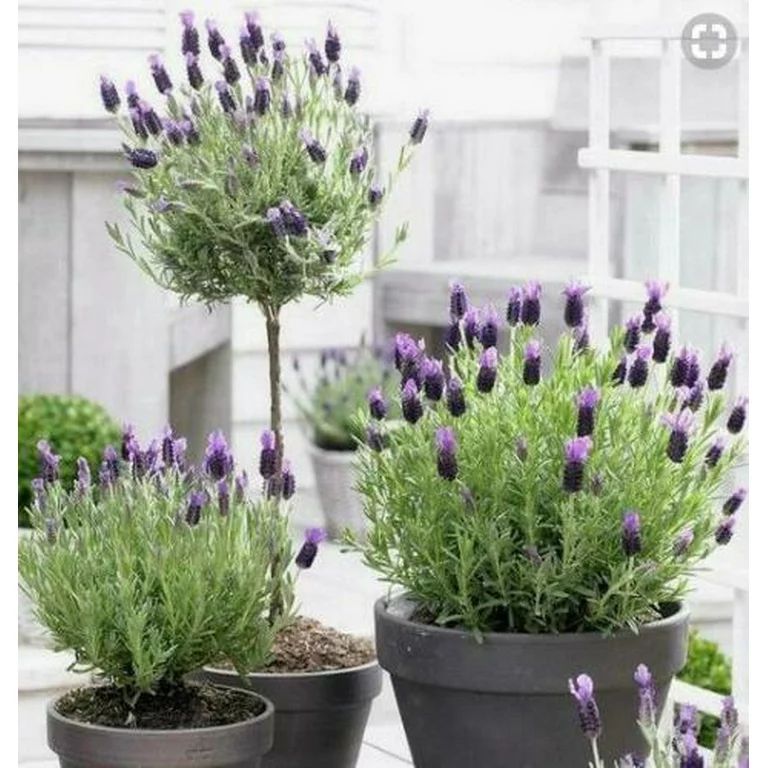 50 French Lavender Seeds, Lavender Butterfly, Papillon Lavandula, Alfazema Papillon, Spanish Lave... | Walmart (US)