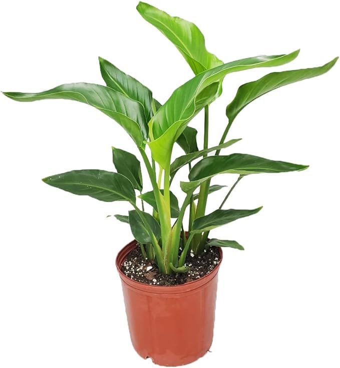 White Bird of Paradise Plant - Live Tropical Foliage Plant - Overall Height 30" to 36" - Tropical... | Amazon (US)