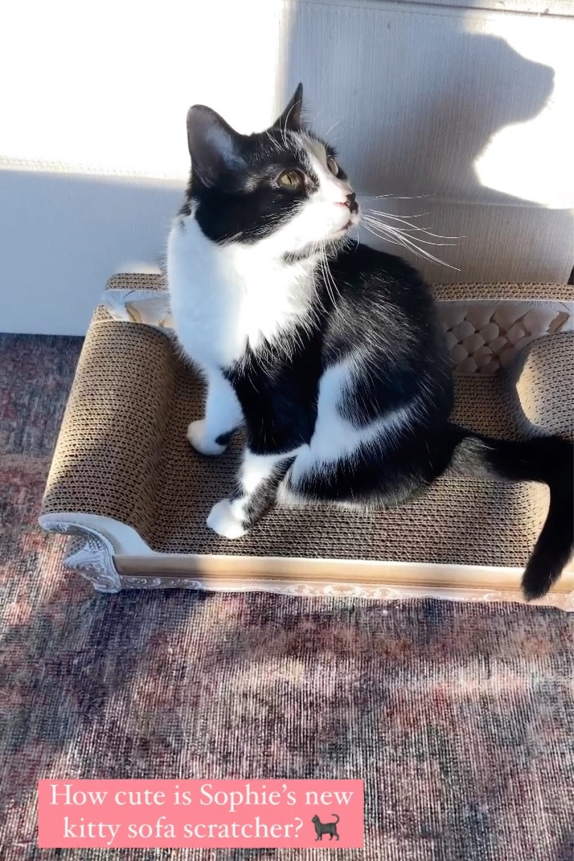 Royal Kitty Sofa Scratcher 🐈‍⬛🐈‍⬛

#LTKfamily #LTKhome