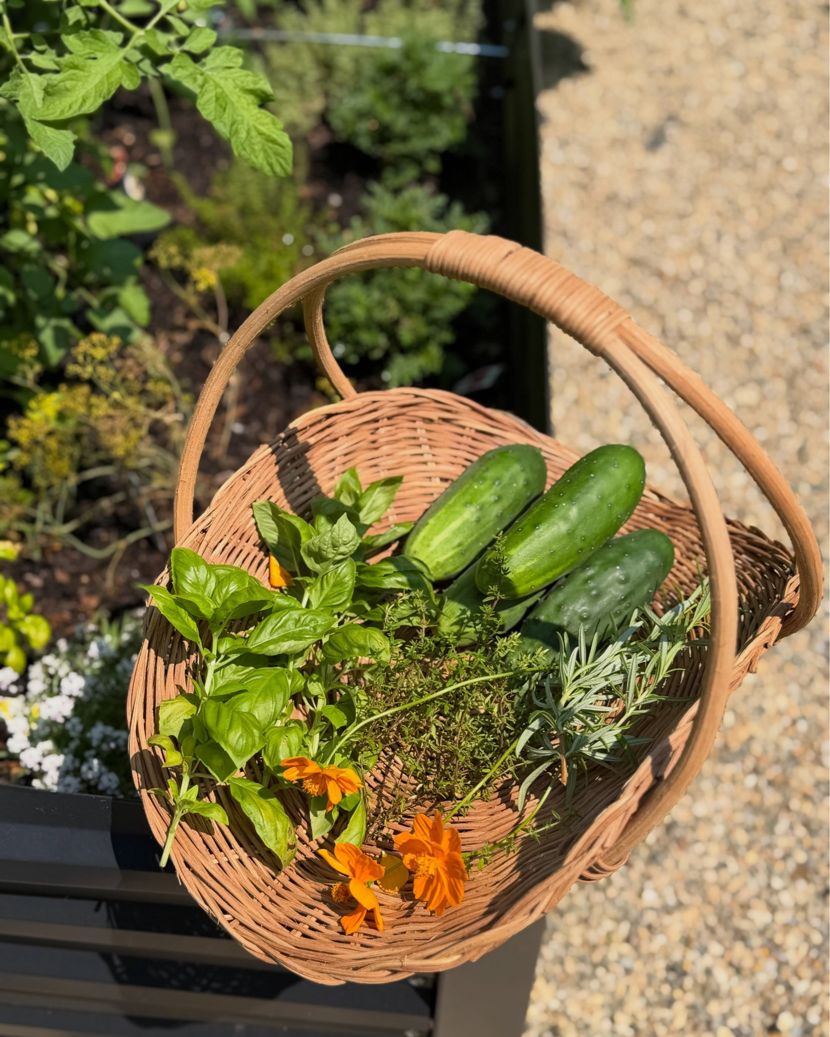 Kinda chic to grow your own food 🌱 

Kinda chic to have a self retracting hose that reaches 130ft to your garden 🧡

Kinda chic to watch the sunset over your garden every night ☀️ 

Kinda chic to host your favorite people surrounded by hydrangeas 🤍

Kinda chic to water the garden every morning with your kids ☕️ 

Kinda chic to wheel your baby around the yard so he doesn’t eat the gravel and grass 🤷🏼‍♀️ 

Kinda chic to allow nature to do its thing on your porch (3x 😂) 🪺 

Kinda chic to teach your kids how to care for things 💦 

Kinda chic to solar uplight your raised garden beds 💡 

Kinda chic to sneak out to the garden after the kids are asleep 😴 

Kinda chic to never prune your hydrangeas 💚

Kinda chic to host a seafood boil for your family 🦞 

Kinda chic to laugh when your toddler picks things before their ready 🍅 

Kinda chic to trellis and and tie your cucumbers with the easiest tool 🥒 

Kinda chic to share generational memories in the garden with your Mom and daughter 👧🏼👵🏼 

Kinda chic to just buy the starter plants 🪴 

Kinda chic to let your limelights run wild 😜 

Kinda chic to slow down and watch the birds and the bees 🐝 

Kinda chic to find a hobby for the whole family 🫜

Kinda chic to enjoy your mortgage 💸 

Comment CHIC for the links to my favorite garden staples 🌶️🌶️🌶️