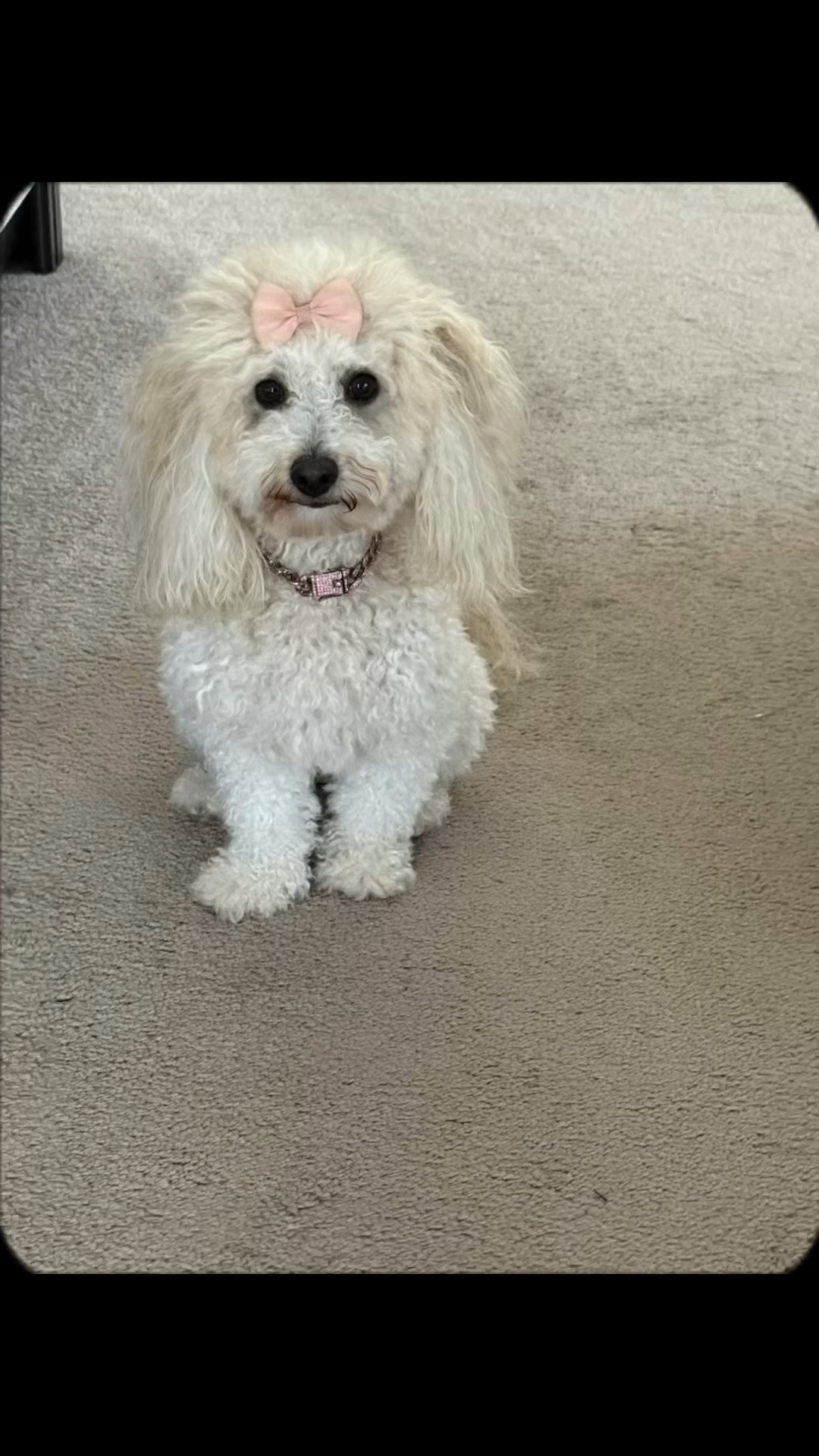 Kali is officially two today! In honor of her day, she got a bath. J/K. You must bathe often to live here. 😂 She wasn't happy with me, but she smells good though. #happybornday #poodlelover #itsyourbirthday #puppyvideo #bugalugspetcare

#LTKPets #LTKFindsUnder50