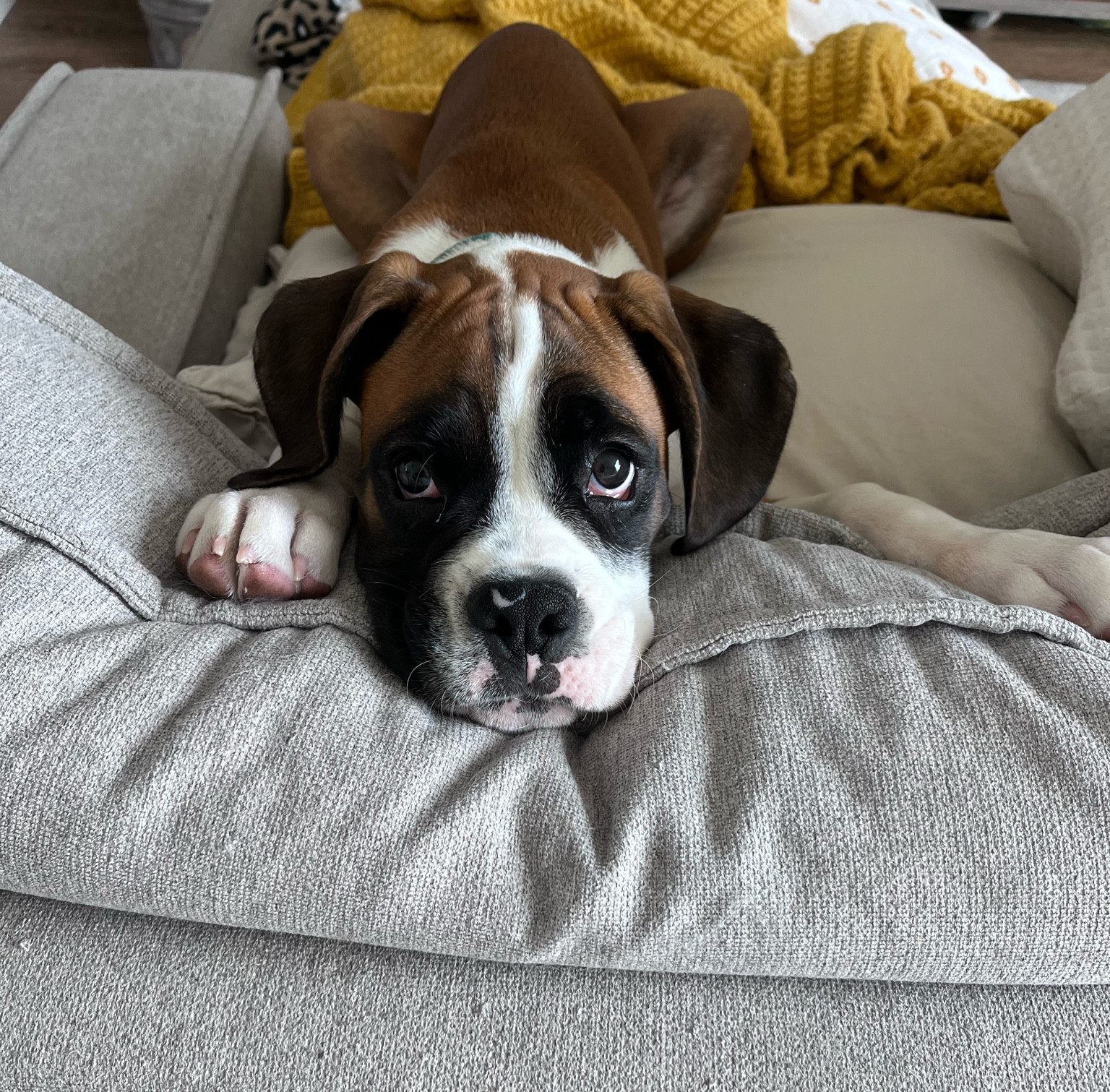 Go to puppy training treats! 