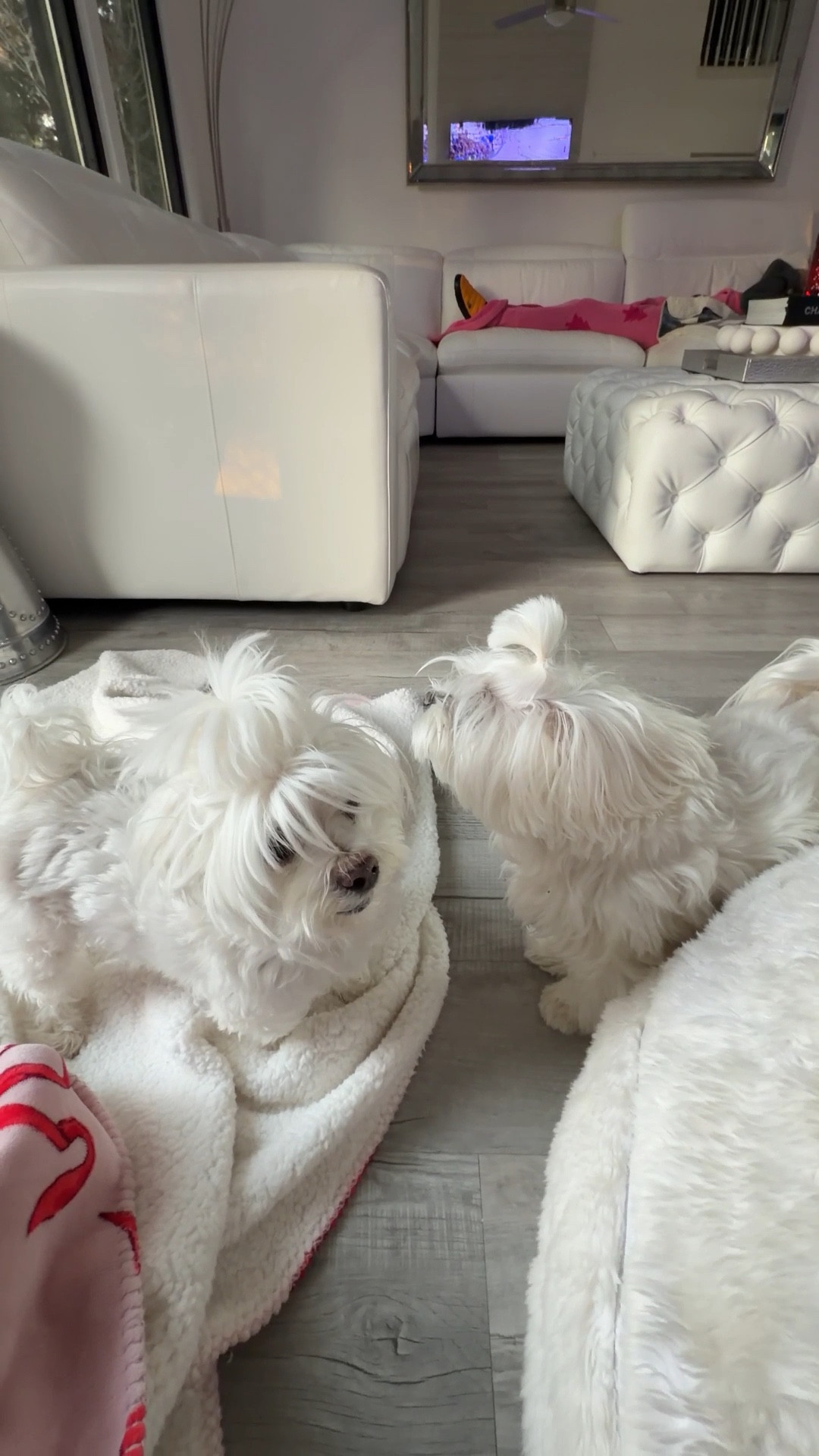 These two guys are constant entertainment. Linked my living room favorites 

#LTKKids #LTKdayinmylife #LTKmomlife