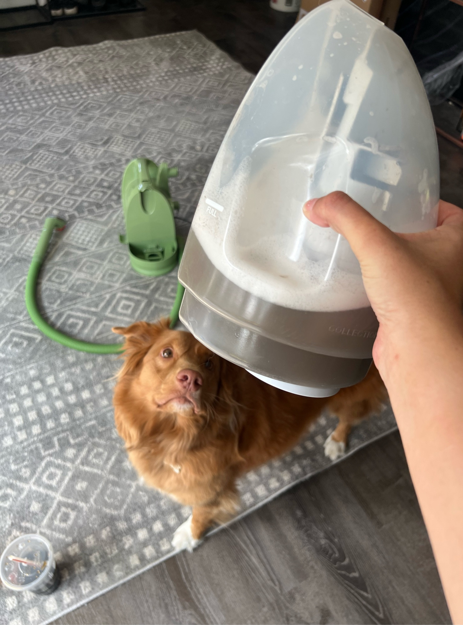 The best carpet cleaner!! An absolute must if you have dogs or kids!

#LTKhome