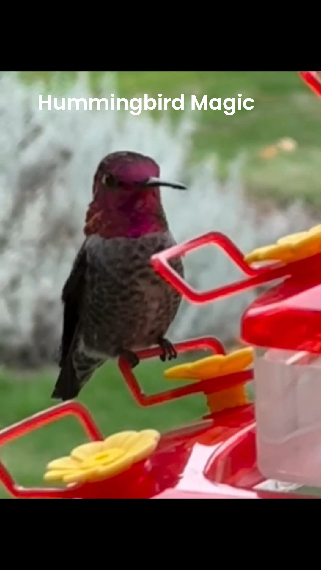 Tiny wings, big joy 🐦💛 Our window feeder keeps these little visitors coming back!

#LTKGiftGuide 

#LTKmomlife #LTKHome