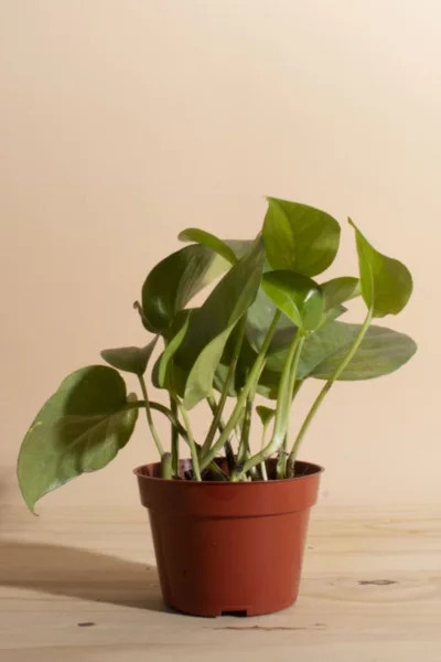 Home Botanicals Epipremnum aureum 'Pothos Ivy' Air Purifying House Plant in 4" Grow Pot in Neutral at Urban Outfitters | Urban Outfitters (US and RoW)