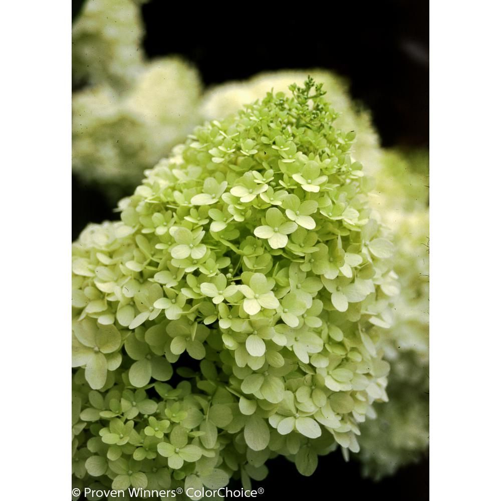 1 Gal. Limelight Hardy Hydrangea (Paniculata) Live Shrub, Green to Pink Flowers | The Home Depot
