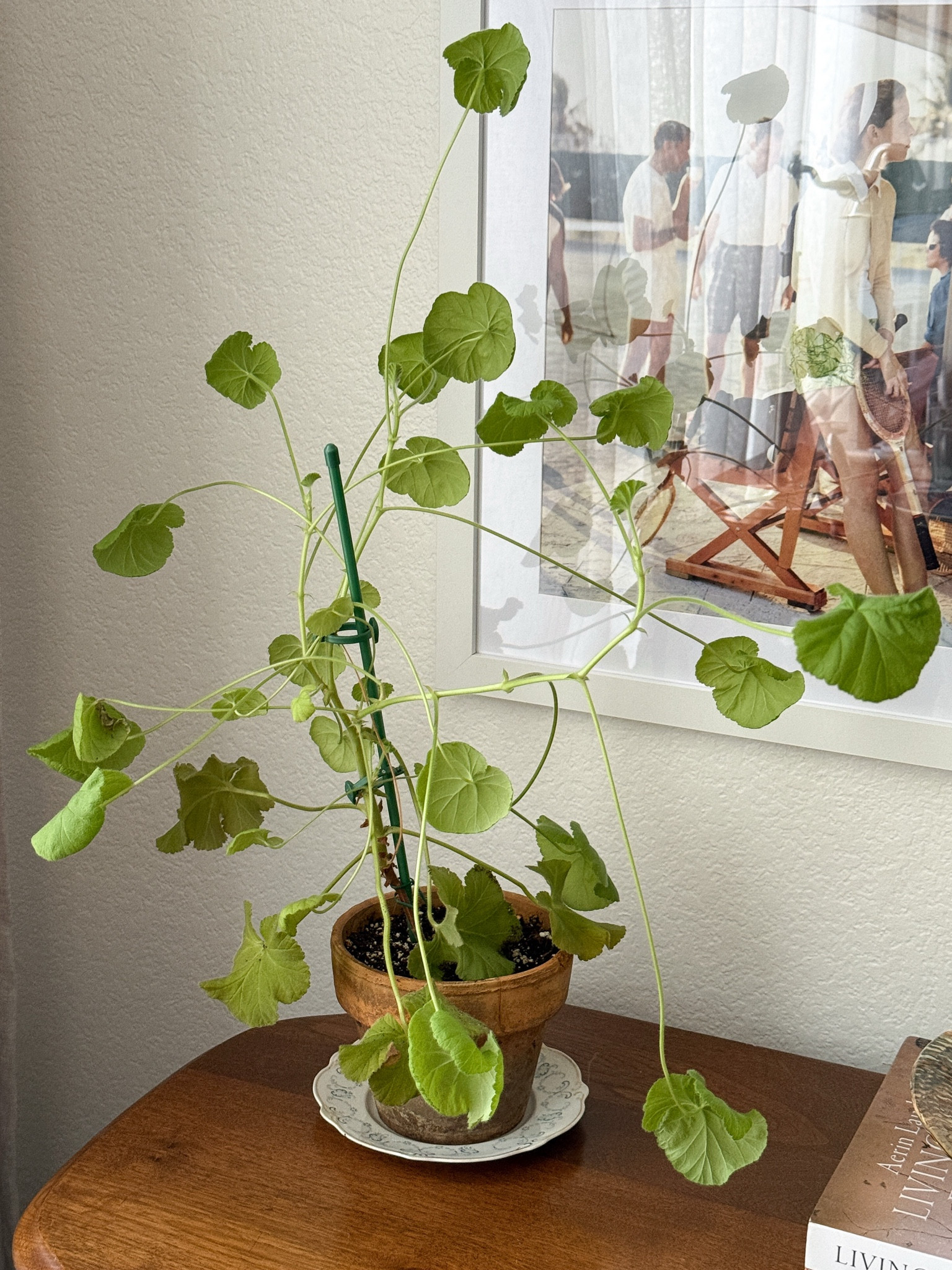Geranium plant 

#LTKHome #LTKdayinmylife #LTKSeasonal