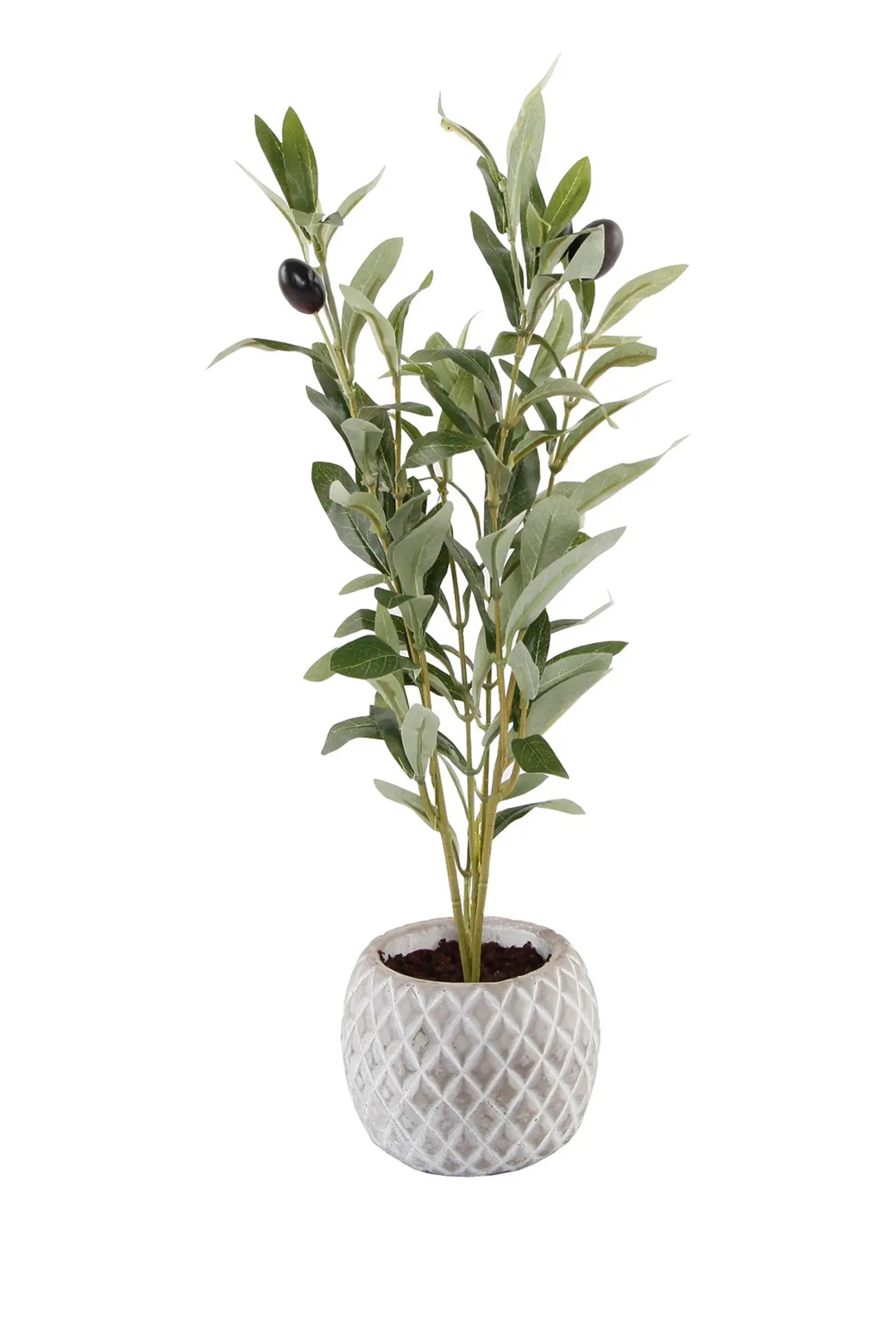 FLORA BUNDA | 14" Olive Branch in 4" Ceramic Pot | Nordstrom Rack | Nordstrom Rack