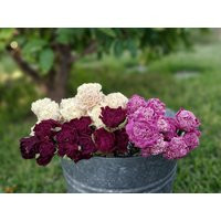 Dried Peonies - Peony Bunch, Medium Pink, Burgundy & Cream Naturally Dried Peonies Diy Floral Crafts Supplies | Etsy (US)