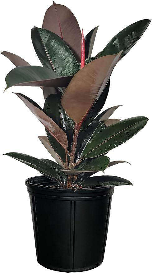 Nature's Way Farms Ficus Burgundy Rubber, Live Plant, Easy Care Indoor Tree, Large & Glossy, Grow... | Amazon (US)