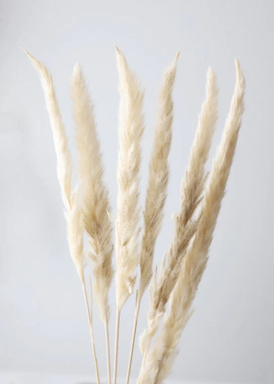 Bundle of 6 Smooth Tan Pampas Grass - 25-30 | Afloral (US)