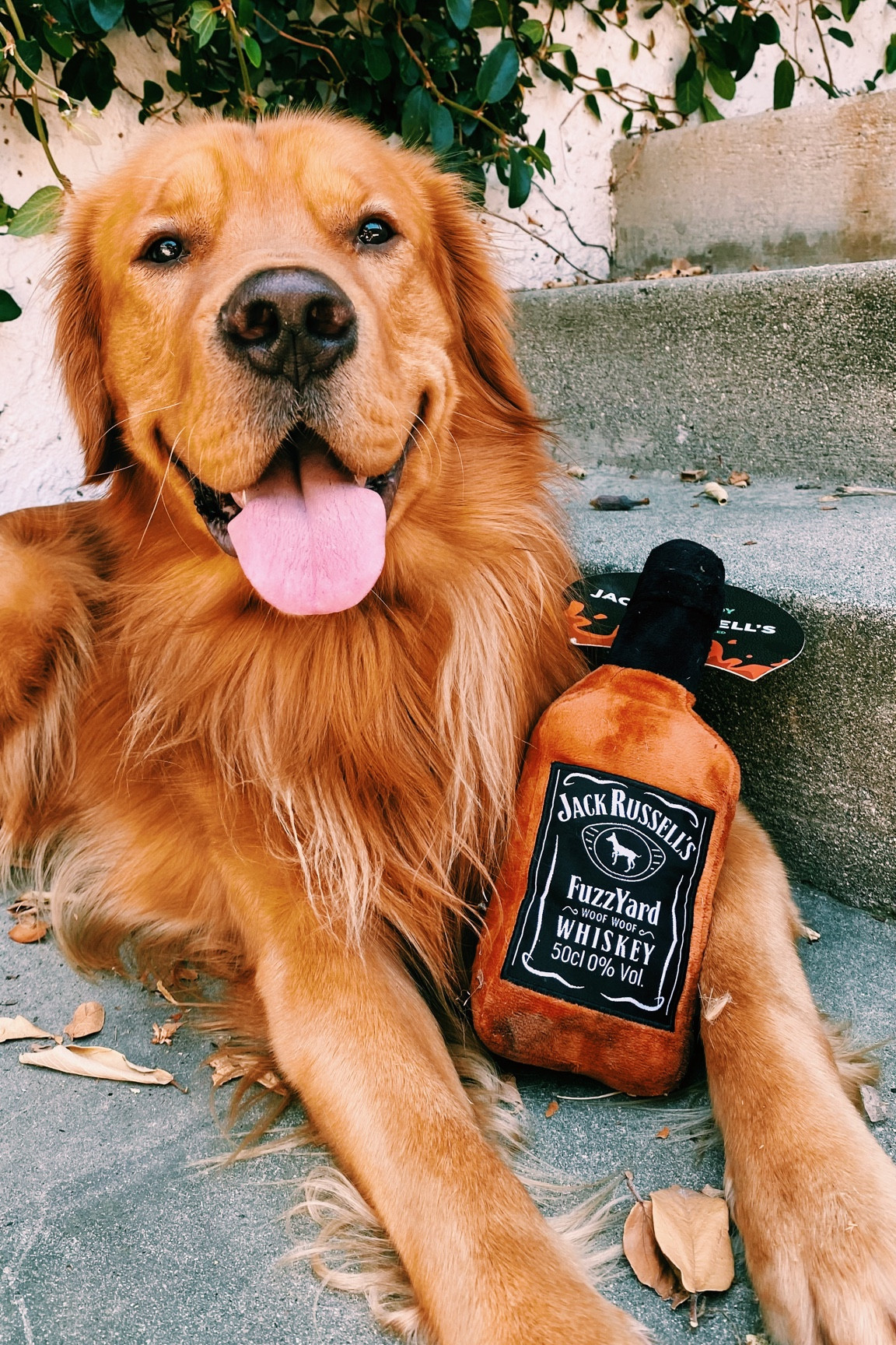 Amazon dog toys (; different beers, seltzers, and hard liquor dog toys 

#LTKunder50 #LTKfamily