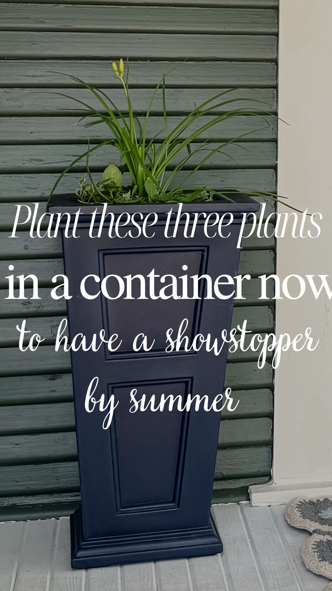 Plant these three plants in a container now and you’ll have a showstopper in just a few weeks! #gardening #containergardening

#LTKWatchNow 

#LTKSeasonal #LTKHome
