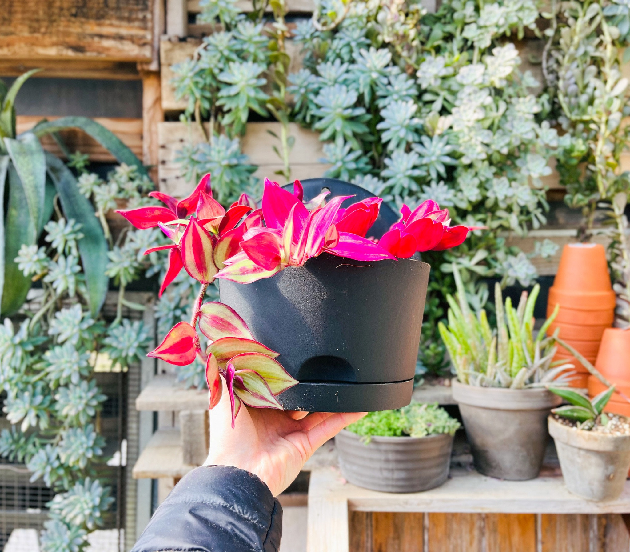 Let’s talk planters, shall we?? 🤩🤩🤩 in case you missed it, you can score targets, self watering planters for as low as $1.20 each!!! 😱🔥🔥 We love how Sara styled hers with a beautiful, cascading Wandering Jew. 😍🫶🏼 Check out more of our favorites below !

#LTKhome #LTKsalealert #LTKSeasonal