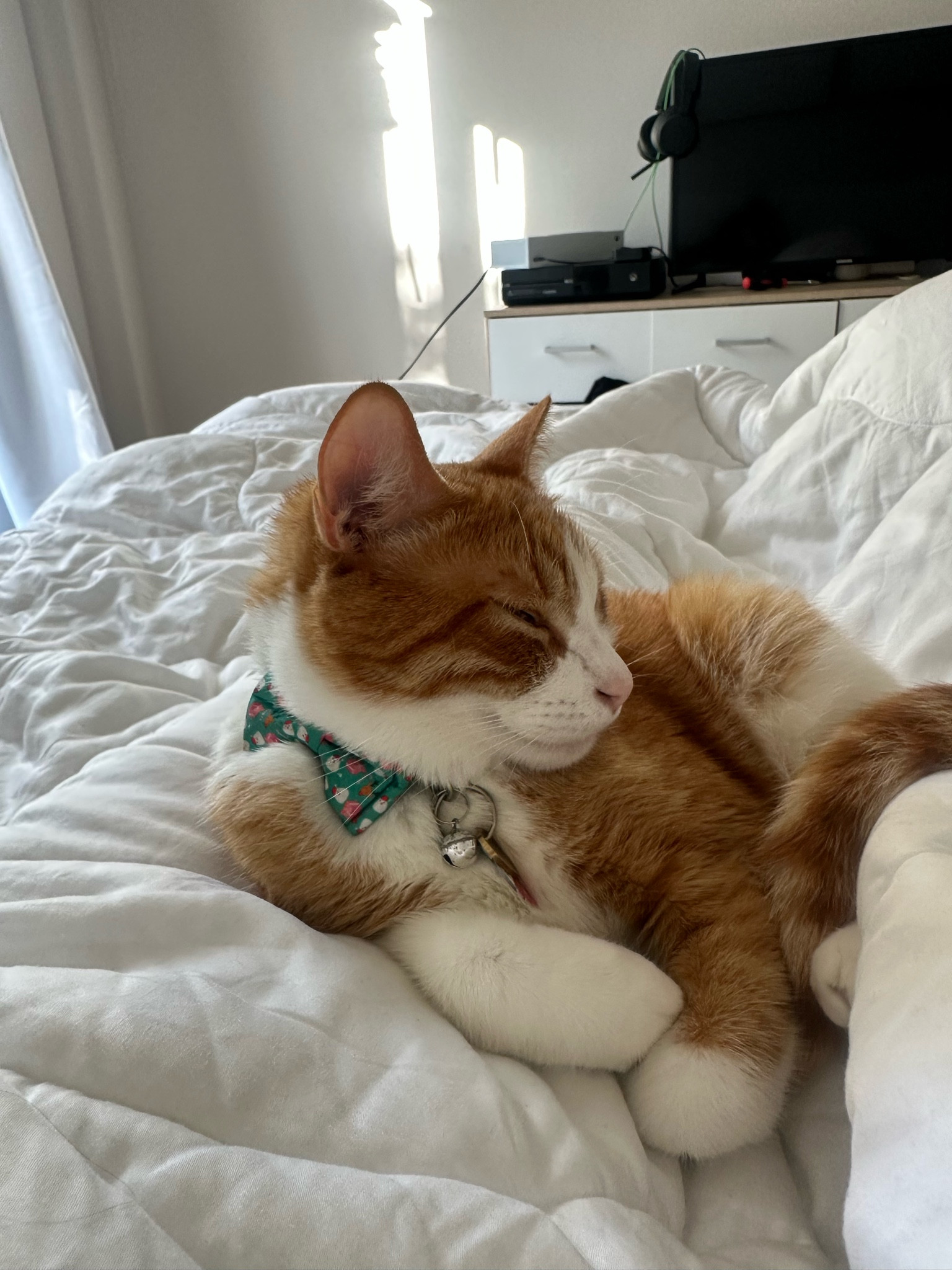 The cutest Christmas cat collar!! Comes in a pack of 2!!

#LTKGiftGuide #LTKSeasonal #LTKHoliday