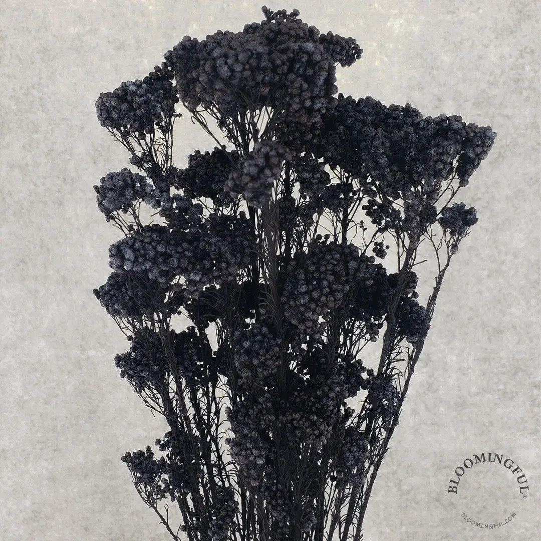 Preserved Rice Flower - Moody Black (104) - Etsy | Etsy (US)