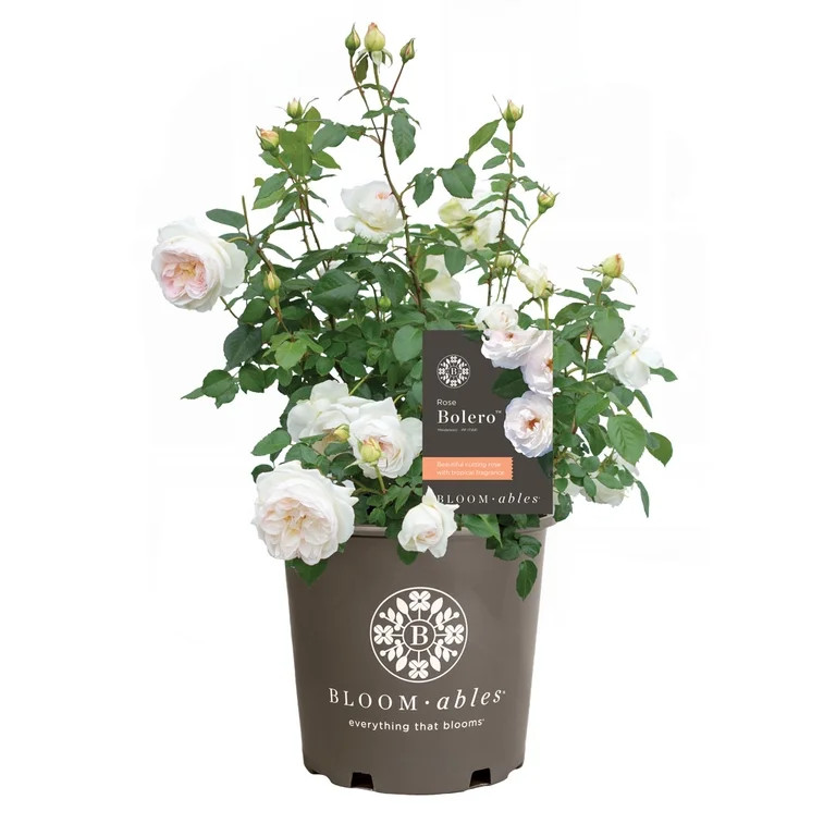 National Plant Network Bareroot Scentables Bolero Floribunda Rose Bush with White Flowers (2-pack... | Walmart (US)