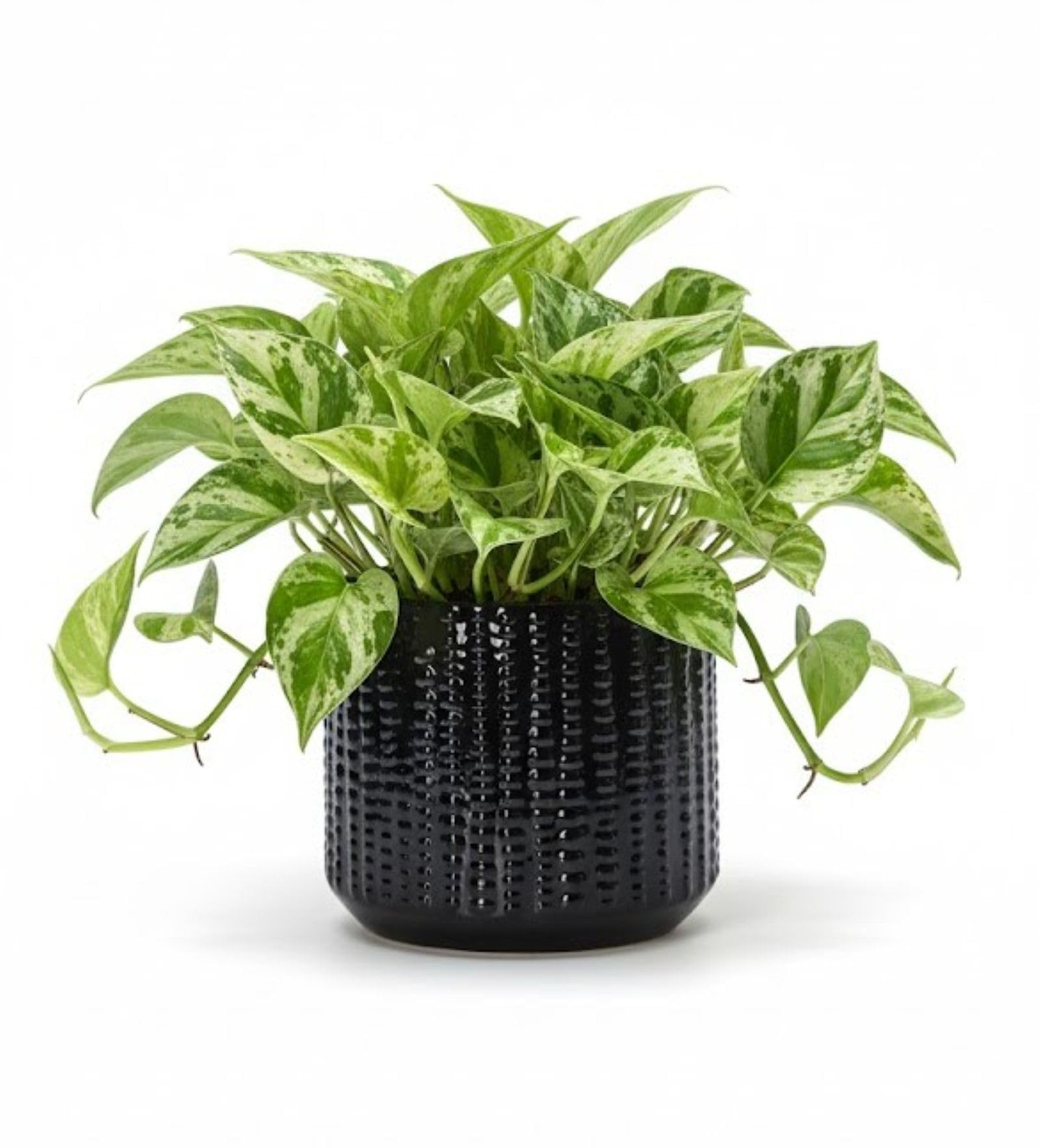 Arktiva Ceramic Planter Pot with Drainage Hole, 5 Inch Dia, Indoor and Outdoor, Home Patio Garden... | Amazon (US)